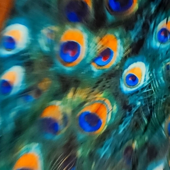 PEACOCK Feathers Pretty Pants Leggings Size Small Excellent Condition So Soft - Picture 3 of 3